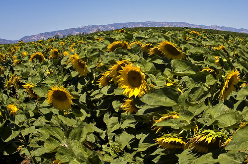 county sun flower field leaves sunshine canon landscape photo petals sunny dixon photograph sunflower rocket davis bullwinkle yolo 40d 2880mml familygetty