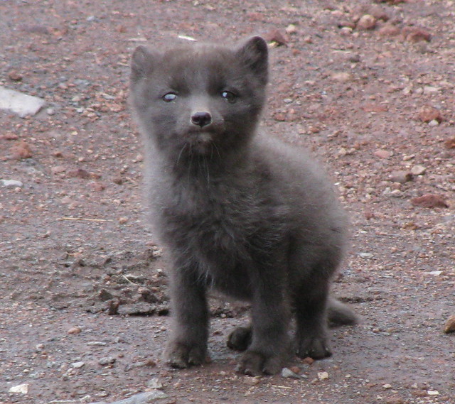 Arctic Fox Pup | Flickr - Photo Sharing!