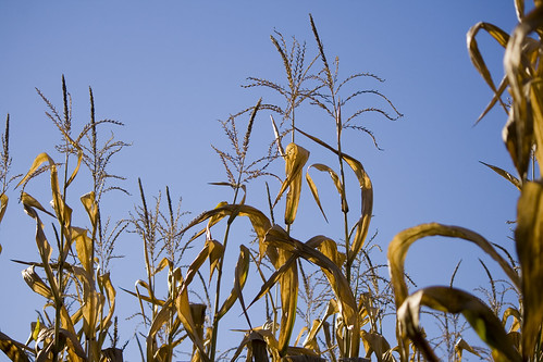 autumn fall outdoors corn connecticut ct cornstalks maze enfield conn enfieldct johnnysroadsidemarketgarden