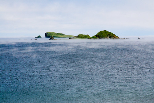 canada birds fog newfoundland island eau seagull paysage oiseau brume terreneuve