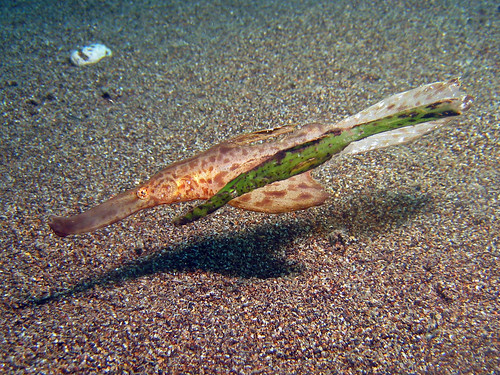 philippines dumaguete 2008 visayas dauin negrosoriental robustghostpipefish solenostomuscyanopterus