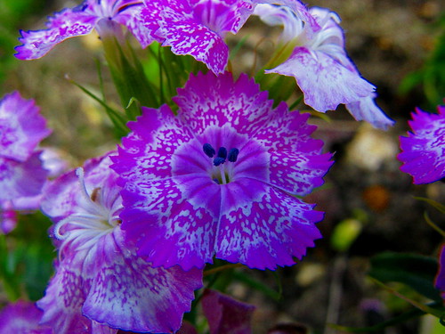 uk flower macro nature purple harlow lupus essex