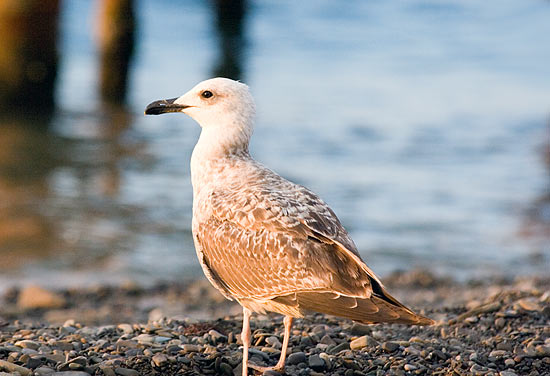 Photograph titled 'Caspian Gull'