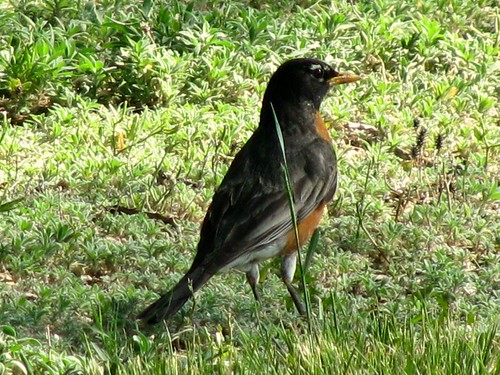 bird robin fowl picnik 10millionphotos copeco
