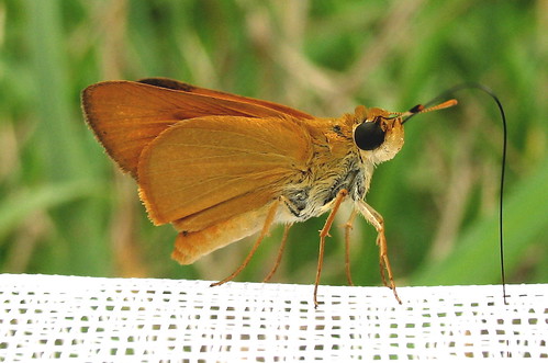 butterfly tn skipper andersoncounty anatrytonelogan anatrytone