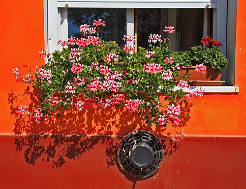 flowers colors hungary colours windowsill windowcill hungarian tiszaszolos nagyabc