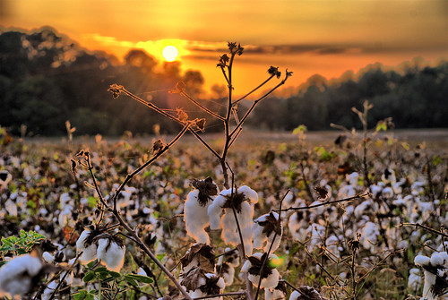 sunset field cotton d80