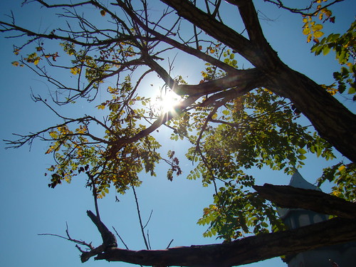 trees sun leaves renaissancefestival renfest