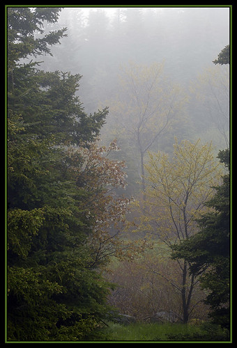 fog newfoundland landscape spring mygarden portugalcovestphilips