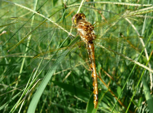 oklahoma dragonfly odonata sympetrumcorruptum kiowacounty greatplainsstatepark