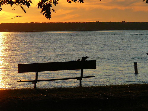 sunset silhouette bench landscape squirrel michigan cadillac lakemitchell lakemitchel