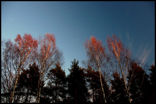 autumn trees sunset pine tallinn estonia birch 18200mmf3556gvr männiku