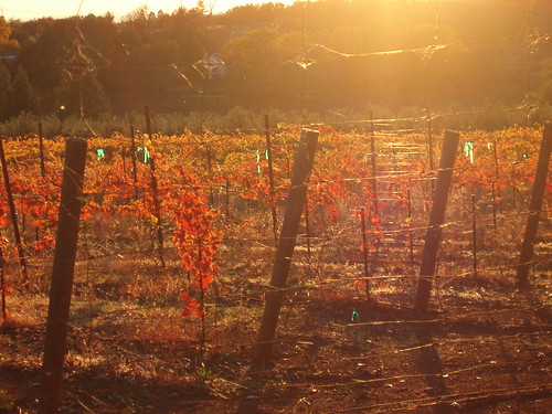 sunset orange sun nature wine farm vineyards grapes