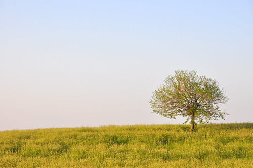 tree green grass horizon indiana minimalism injune casscounty inminimalism