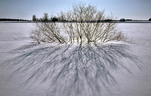 winter snow film analog finland vinter willow lumi talvi snö vide paju terrascania honkajoki