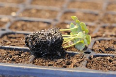 Snapdragon seeding