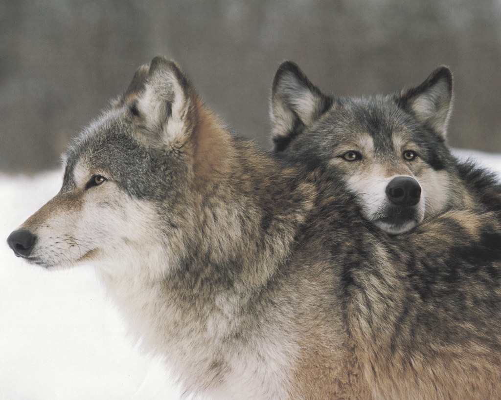 wolf love
