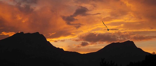 sunset mountain bird switzerland