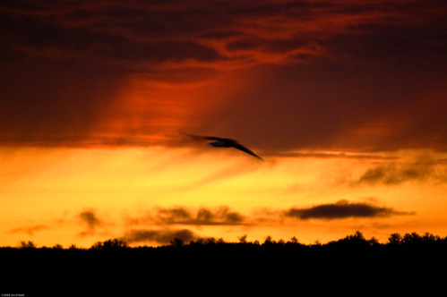 usa wisconsin clouds sunrise eagle outdoor wildlife baldeagle wi wis lacduflambeau fencelake