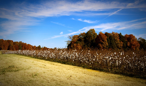 fall leaves landscape charlotte cotton cottonfield minthill