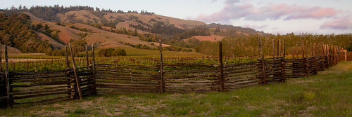 sunset vineyards goldenhour philo andersonvalley splitrailfence greenwoodridgevineyards hwy128