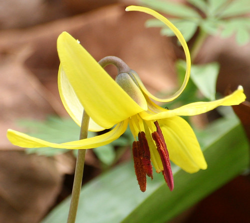 Yellow trout lily, Erythronium americanum