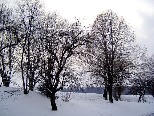 trees winter snow bayern bavaria pöttmeswiesenbach
