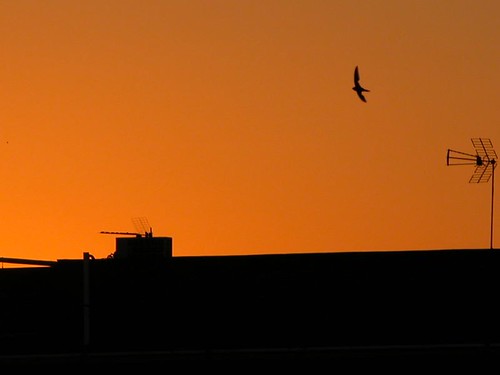 orange bird home television sunrise tv sevilla alba tetti flight case volo antenna uccello siviglia