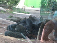 Gorillas 