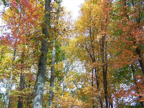 autumn trees mountains leaves landscapes fallcolors