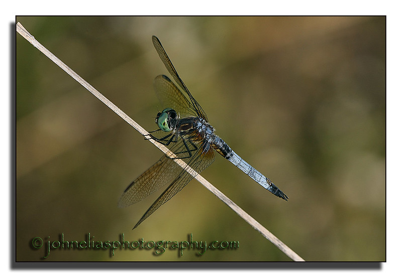 Dragonfly with hitchhiker