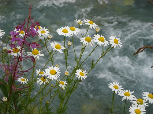 life flowers mountain cold water daisies river agua eau wasser fiume views fiori acqua montagna freddo element ophelia waterscapes margherite