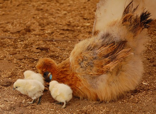 cute chicken barn zoo babies candle pennsylvania mother fluffy chicks petting hen hayloft featheryfriday