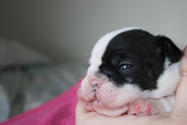 Flickriver Photoset 'Heart 2 Week Old French Bulldog