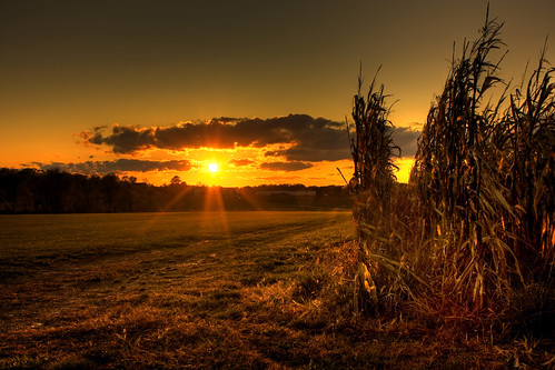 sunset sky fall clouds corn farm harvest cornstalks fields hdr stalks 3xp saxonburg truello