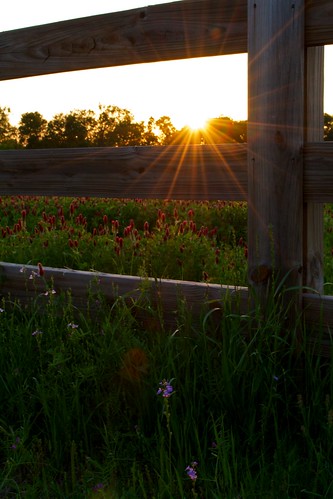 flowers sunset red grass leaves ferry purple north augusta clover hammonds