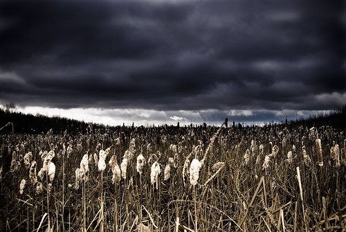 autumn storm slr fall nature weather clouds photoshop work landscape outside outdoors nikon edited flash nb fredericton newbrunswick cattails swamp nikkor oromocto 10mp 1855mmf3556 d80 nbphoto 18mm55mm f35f56