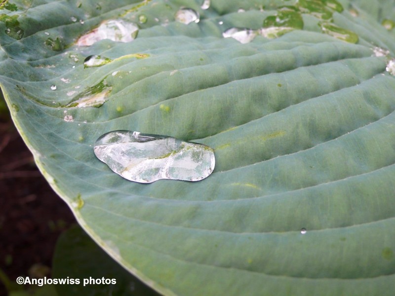 Water drops on Hosta leaf