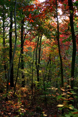 park autumn trees fall leaves canon walking morninglight woods october nashville tennessee canoneos10d 10d beamanpark joelton jessinfocus