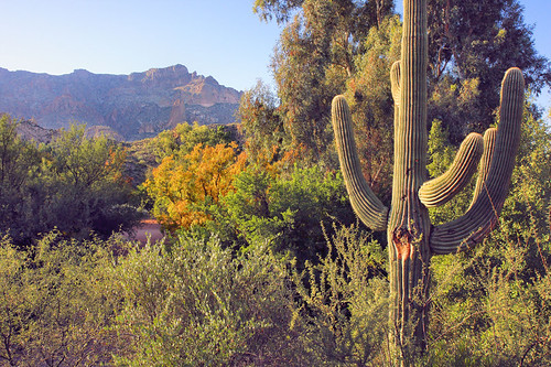 arizona cactus cacti landscape desert superior boyce boycethompsonarboretum boycethompson topshots worldwidelandscapes natureselegantshots jhaskellus jhaskell jackhaskell panoramafotografico