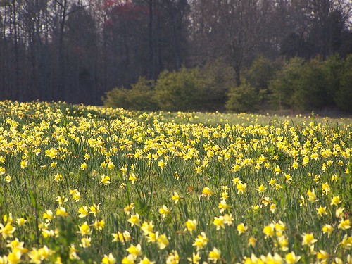 county flower field nc buttercup stanly richfield stanlycounty ncpedia