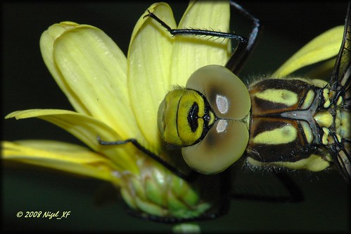nikon dragonfly d70s insects nikond70s gelb nigel libelle insekten theperfectphotographer ilovemypics nigelxf