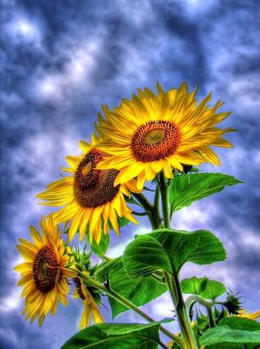 flower yellow bluesky sunflower hdr markham