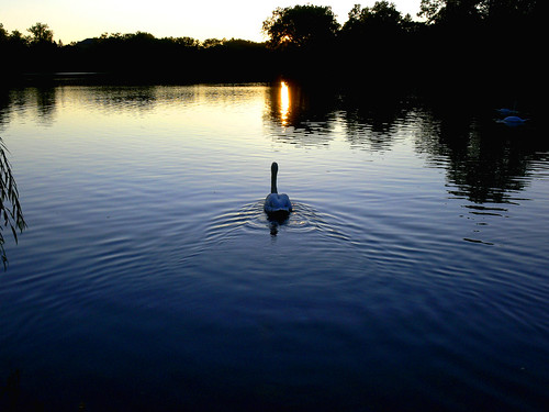 sunset lake swan stmaryslake