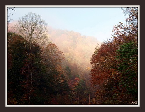 morning autumn trees color fall nature fog landscape photography kentucky olympuse520 kathyweaver