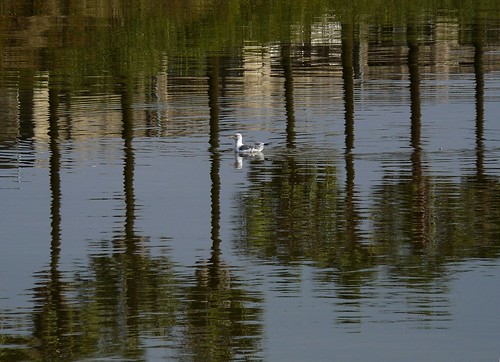 reflection bird water japan lumix scenery gull panasonic miyazaki
