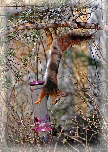 animal nikon squirrels sweden schweden tier eichhörnchen supershot d80
