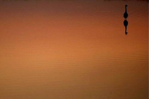 sunset orange bird heron argentina silhouette atardecer alone searchthebest silueta pajaro minimalism lobos naranja minimalista garza solitaria