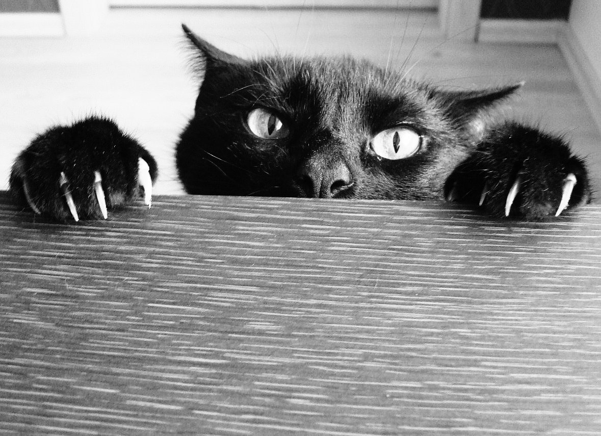 Черный котенок прикол