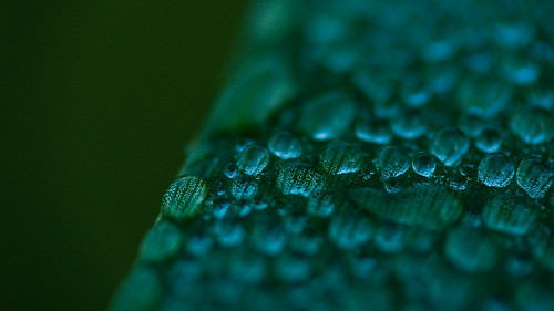 macro water grass droplets waterloo reverselens columbialake